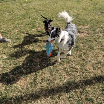 Seasons Dog Park photo 1